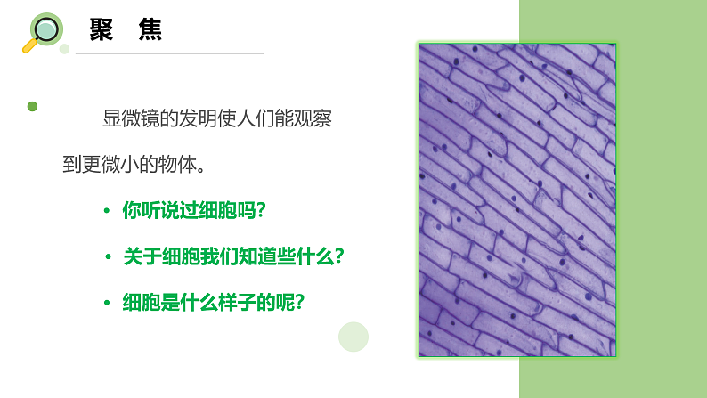 【核心素养】教科版科学六年级上册 1.4 观察洋葱表皮细胞（教学课件+同步教案）03