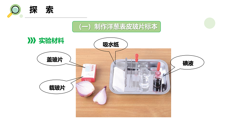 【核心素养】教科版科学六年级上册 1.4 观察洋葱表皮细胞（教学课件+同步教案）06