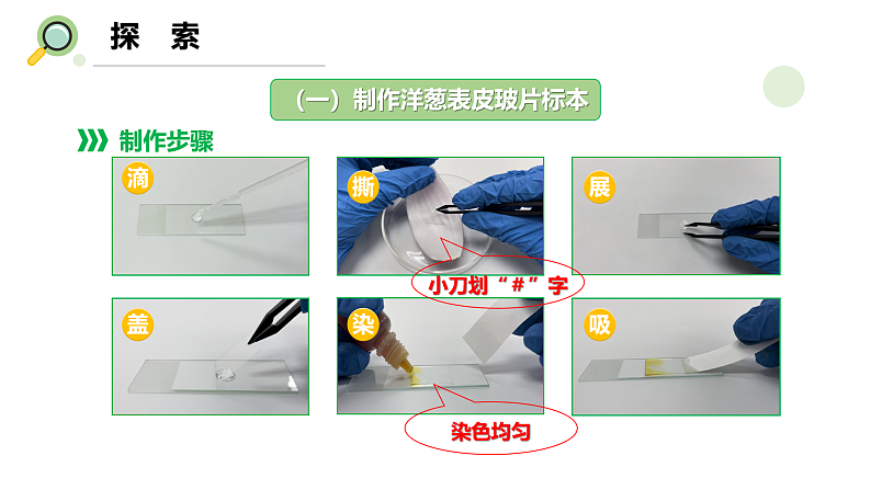 【核心素养】教科版科学六年级上册 1.4 观察洋葱表皮细胞（教学课件+同步教案）07