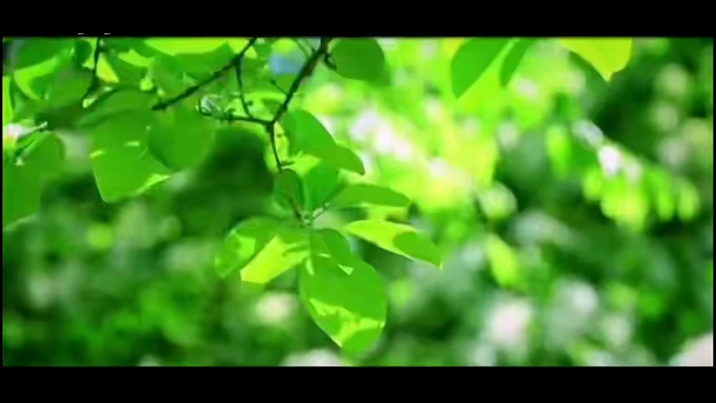 【任务型教学】统编版语文三上 20《美丽的小兴安岭》课件+教案+音视频素材04