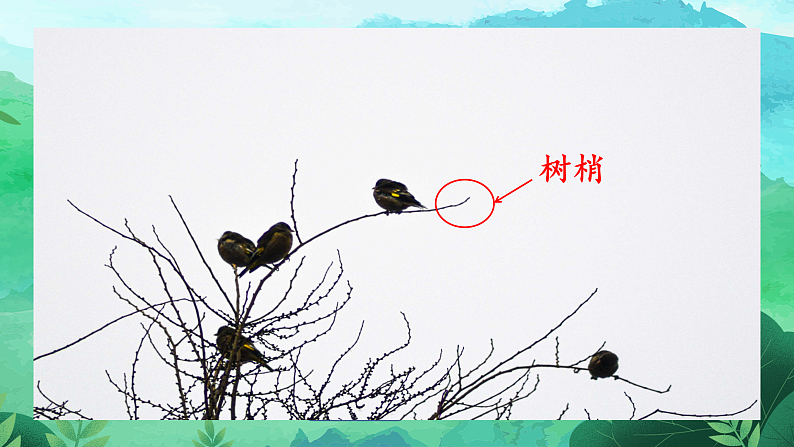 【任务型教学】统编版语文三上 20《美丽的小兴安岭》课件+教案+音视频素材08