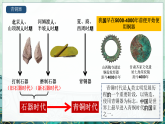 統(tǒng)編版（五四制）初中歷史 中國(guó)歷史第一冊(cè) 第5課 青銅器與甲骨文  課件