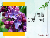人教部编版（五四版）语文六上 2 丁香结 课件