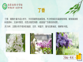 人教部编版（五四版）语文六上 2 丁香结 课件