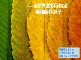 中图版2019高二地理选择性必修1 5.2自然地理环境的地域分异规律（ 课件）