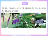 苏教版生物八上 5.14.1《五彩缤纷的植物世界》课件+学案+练习（原卷版+解析卷）