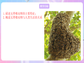 苏教版生物八上 5.14.2《千姿百态的动物世界（一）》课件+学案+练习（原卷版+解析卷）