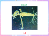 苏教版生物八上 5.14.2《千姿百态的动物世界（一）》课件+学案+练习（原卷版+解析卷）
