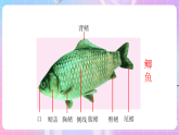 苏教版生物八上 5.14.2《千姿百态的动物世界（二）》课件+学案+练习（原卷版+解析卷）