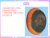 苏教版生物八上 5.14.3《神奇的微生物》课件+学案+练习（原卷版+解析卷）
