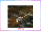 苏教版生物八上 6.17.1《动物运动的形式和能量供应》课件+学案+练习（原卷版+解析卷）