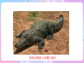 蘇教版生物八上 6.17.2《動(dòng)物的運(yùn)動(dòng)依賴于一定的結(jié)構(gòu)》課件+學(xué)案+練習(xí)（原卷版+解析卷）