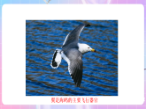 蘇教版生物八上 6.17.2《動(dòng)物的運(yùn)動(dòng)依賴于一定的結(jié)構(gòu)》課件+學(xué)案+練習(xí)（原卷版+解析卷）