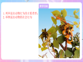 蘇教版生物八上 6.18.1《動(dòng)物行為的主要類型》課件+學(xué)案+練習(xí)（原卷版+解析卷）