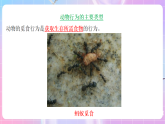 蘇教版生物八上 6.18.1《動(dòng)物行為的主要類型》課件+學(xué)案+練習(xí)（原卷版+解析卷）