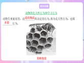 蘇教版生物八上 6.18.2《動(dòng)物行為的生理基礎(chǔ)》課件+學(xué)案+練習(xí)（原卷版+解析卷）