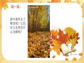 新人教版小学美术一上 第二单元 1.落叶去哪儿了 课件
