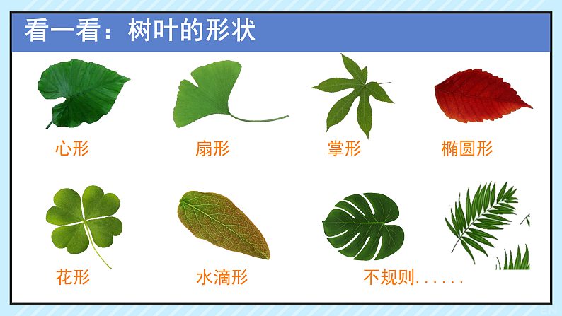 新人教版小学美术一上 第二单元 1.落叶去哪儿了 课件08