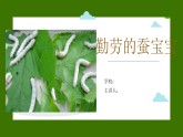 新人教版小学美术一上 第二单元 2.勤劳的蚕宝宝 课件