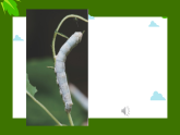 新人教版小学美术一上 第二单元 2.勤劳的蚕宝宝 课件