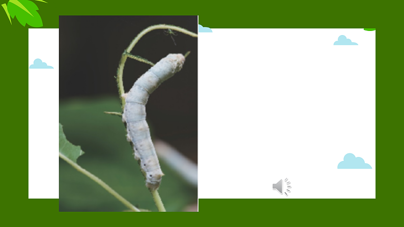 新人教版小学美术一上 第二单元 2.勤劳的蚕宝宝 课件02