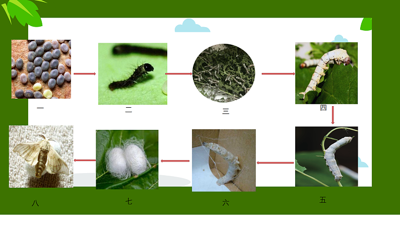 新人教版小学美术一上 第二单元 2.勤劳的蚕宝宝 课件04