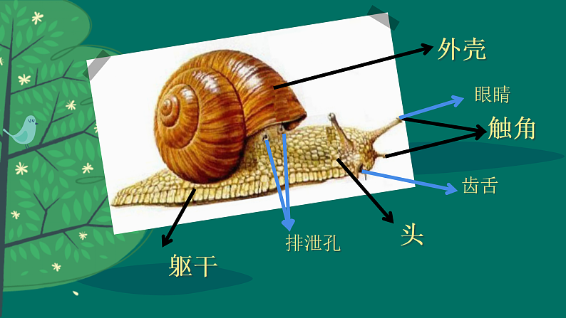 新人教版小学美术一上 第三单元 2.蜗牛的坚持 课件03