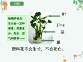 教科版科学一上1.2《观察一颗植物》教学设计+课件