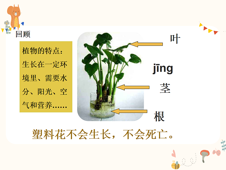 1.2观察一颗植物第1页