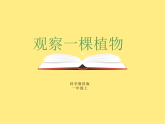 教科版科学一上1.2《观察一颗植物》教学设计+课件