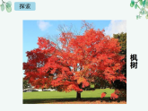 教科版科学一上1.2《观察一颗植物》教学设计+课件