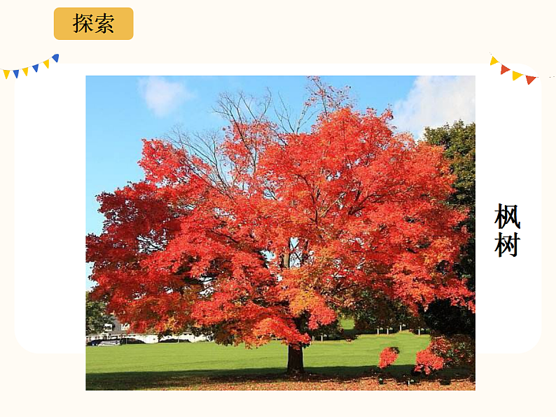 1.2观察一颗植物第4页