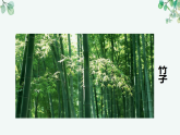 教科版科学一上1.2《观察一颗植物》教学设计+课件