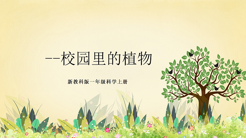 【核心素养】教科版小学科学一上 1.6《校园里的植物》课件+教案+练习（含答案）01