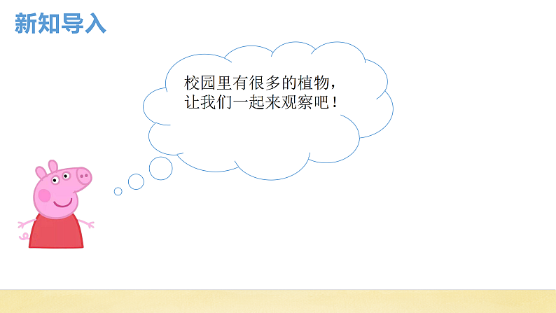 【核心素养】教科版小学科学一上 1.6《校园里的植物》课件+教案+练习（含答案）02