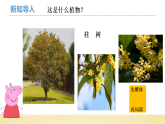 【核心素养】教科版小学科学一上 1.6《校园里的植物》课件+教案+练习（含答案）