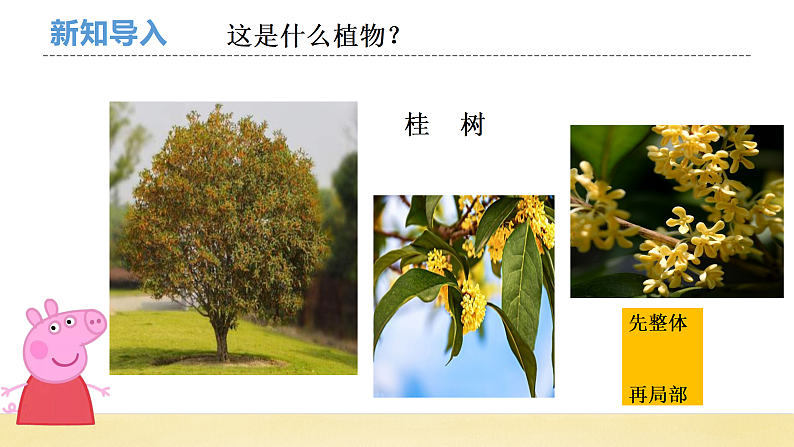 【核心素养】教科版小学科学一上 1.6《校园里的植物》课件+教案+练习（含答案）03