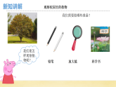 【核心素养】教科版小学科学一上 1.6《校园里的植物》课件+教案+练习（含答案）