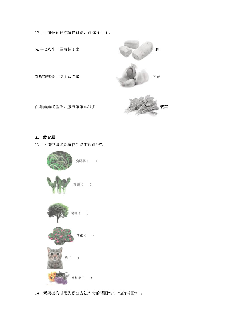 【核心素养】教科版小学科学一上 1.6《校园里的植物》课件+教案+练习（含答案）02