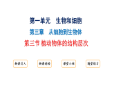1.3.3植物体的结构层次课件2024-2025学年人教版（2024）生物七年级上册