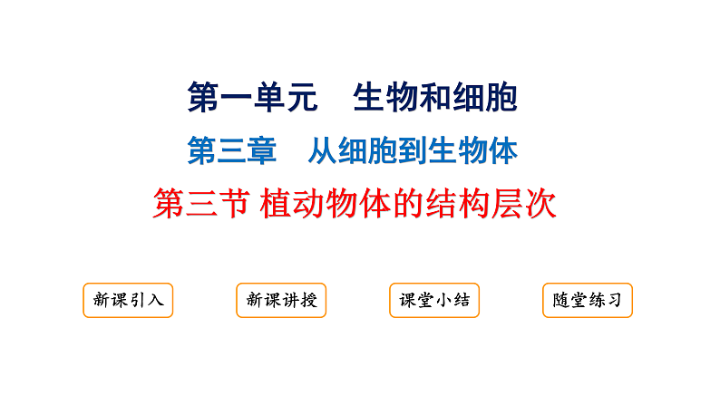 1.3.3植物体的结构层次课件2024-2025学年人教版（2024）生物七年级上册01