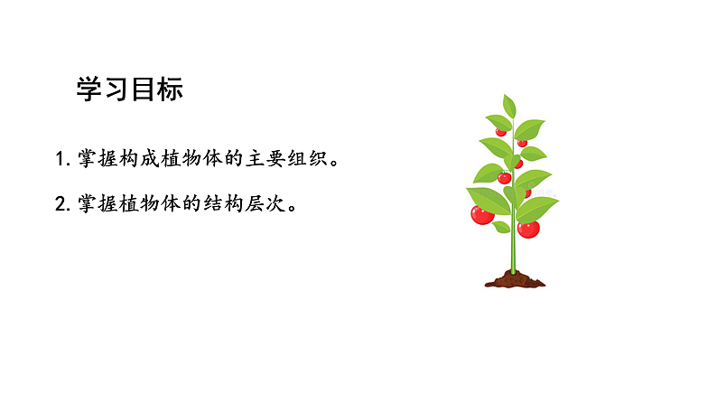 1.3.3植物体的结构层次课件2024-2025学年人教版（2024）生物七年级上册02