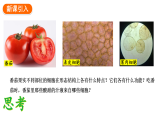 1.3.3植物体的结构层次课件2024-2025学年人教版（2024）生物七年级上册