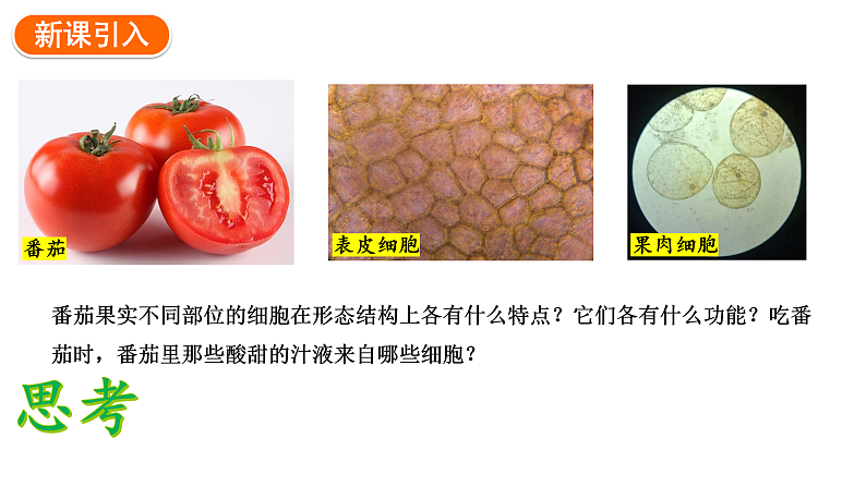 1.3.3植物体的结构层次课件2024-2025学年人教版（2024）生物七年级上册03