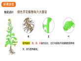 1.3.3植物体的结构层次课件2024-2025学年人教版（2024）生物七年级上册