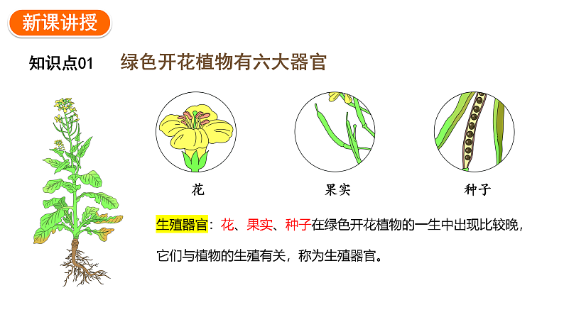1.3.3植物体的结构层次课件2024-2025学年人教版（2024）生物七年级上册05