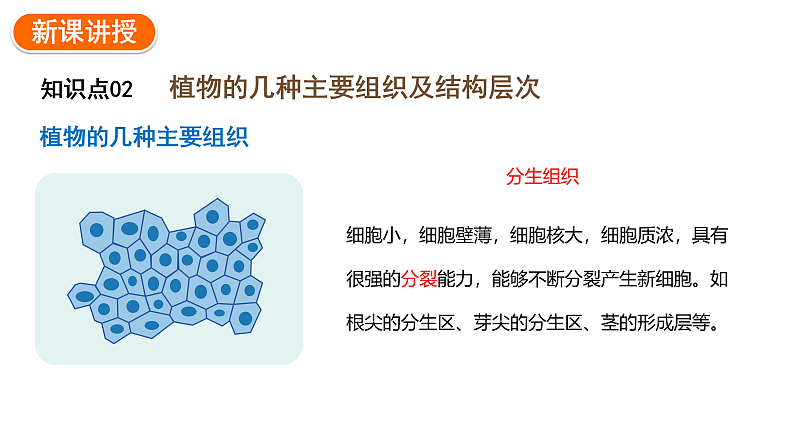 1.3.3植物体的结构层次课件2024-2025学年人教版（2024）生物七年级上册06