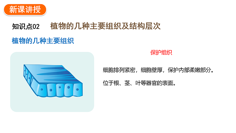 1.3.3植物体的结构层次课件2024-2025学年人教版（2024）生物七年级上册07