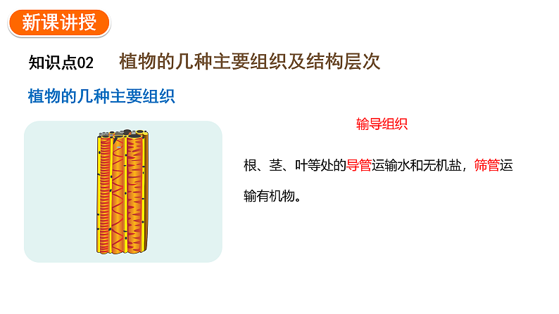 1.3.3植物体的结构层次课件2024-2025学年人教版（2024）生物七年级上册08