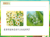 【新課標(biāo)新教材】人教版生物七上1.2.2《植物細(xì)胞》課件+教案+習(xí)題（含答案）